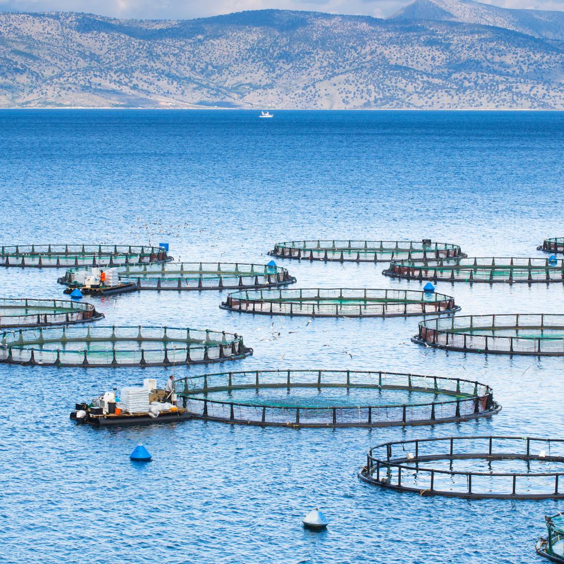 Fish and musselfarms